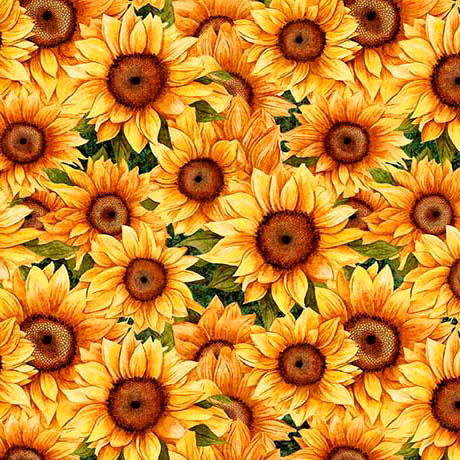 SUNFLOWER SERENADE       